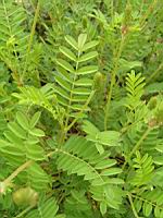 Sainfoin cultive, Onobrychis viciifolia (fam Papilionacees) (Europe, Asie occidentale) (2) (Photo F. Mrugala)
